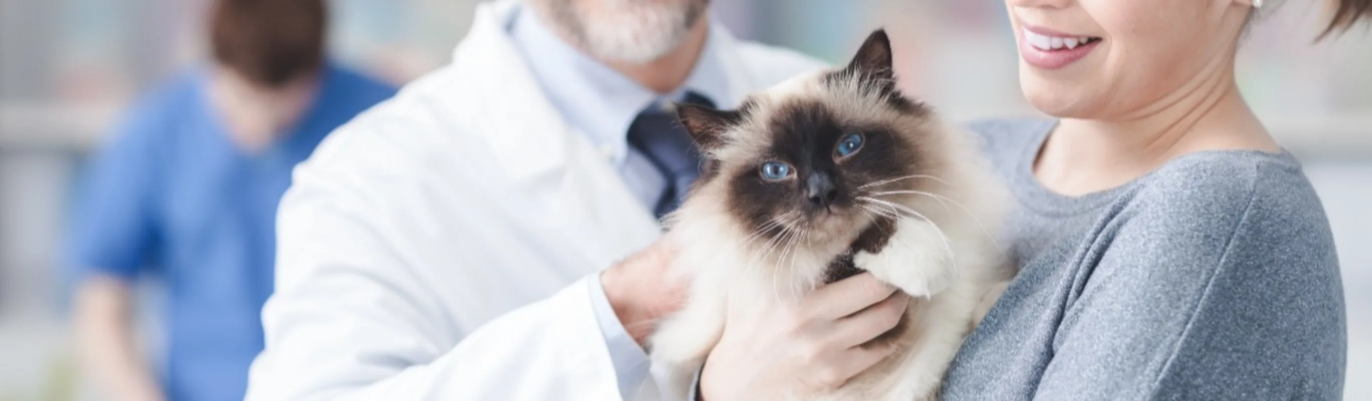 Cat about to be examined in clinic by veterinarians